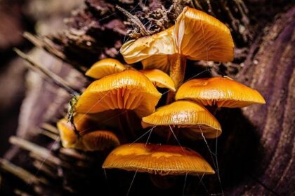 Beware the ‘Super Bloom’: Toxic Wild Mushrooms Take Over Contra Costa After Recent Rains!