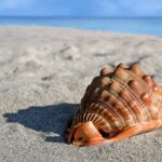 Giants Prospect Bo Davidson: The Next Barry Bonds?