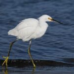 Explore the Great Outdoors: Join Marin Audubon’s Exciting Monthly Birding Adventures!