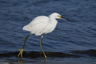 Explore the Great Outdoors: Join Marin Audubon’s Exciting Monthly Birding Adventures!