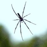 Spring Training 2026: Unveiling the Giants’ Dynamic Outfielders!