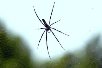 Spring Training 2026: Unveiling the Giants’ Dynamic Outfielders!