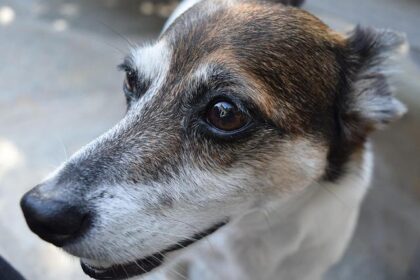 Fremont Police Sergeant Injured in Intense K9 Encounter with Suspect