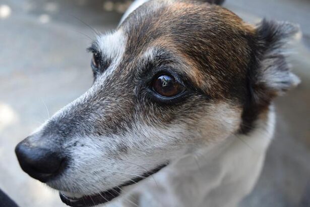 Fremont Police Sergeant Injured in Intense K9 Encounter with Suspect