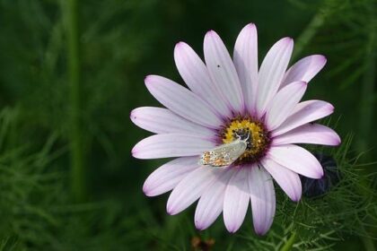 California’s Political Landscape in Flux: Democrats Brace for ‘Zombie Campaigns’ and a Rising Republican Challenge