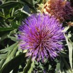 Gilroy Residents Rally Together to Halt Amazon’s Data Center Ambitions