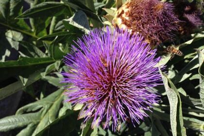 Gilroy Residents Rally Together to Halt Amazon’s Data Center Ambitions