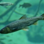 Reel in the Fun: Celebrate the Thrilling Return of Steelhead Trout at Sonoma County’s Festival!