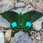 Highway Showdown: Supervisor Wong Blames Others as Ballot Measure Falls Flat