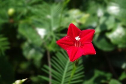 Anthropic Stands Firm Against Pentagon Pressure on AI Safety Measures