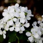 Tragic Crash in San Francisco Claims Life of Toddler and Leaves Mother Injured