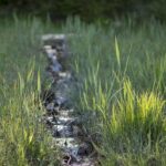 Excitement Builds for Outside Lands 2026: Charli XCX and The Strokes to Headline!