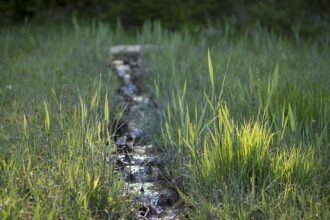 Excitement Builds for Outside Lands 2026: Charli XCX and The Strokes to Headline!