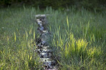 Excitement Builds for Outside Lands 2026: Charli XCX and The Strokes to Headline!