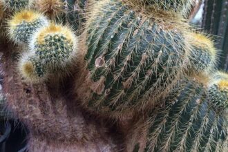 Warning: Seniors Targeted by Deceptive Home Repair Scammers!