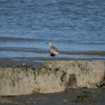 San Mateo Man Found Guilty of Tragic Double Homicide: Pregnant Girlfriend and Unborn Child