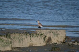 San Mateo Man Found Guilty of Tragic Double Homicide: Pregnant Girlfriend and Unborn Child