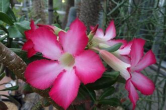 UC Berkeley Academic Workers Rally for Change in Statewide Protest: A Last Chance Picket!
