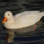 Former San Francisco Supervisor Susan Leal Advocates for Renaming Cesar Chavez Street Amid Controversy