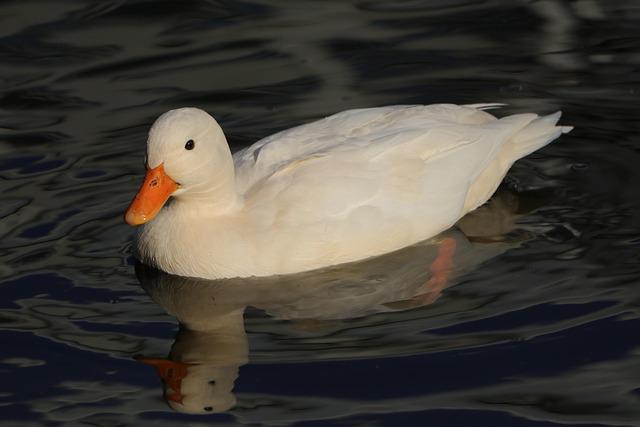 Former San Francisco Supervisor Susan Leal Advocates for Renaming Cesar Chavez Street Amid Controversy