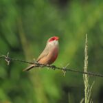 St. Helena Urges Community to Conserve Water in Bold Push to Revitalize Drinking Water System