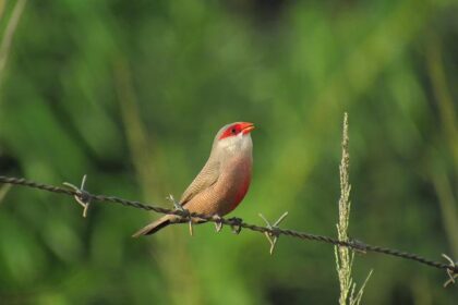 St. Helena Urges Community to Conserve Water in Bold Push to Revitalize Drinking Water System