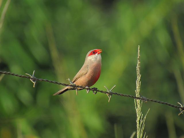 St. Helena Urges Community to Conserve Water in Bold Push to Revitalize Drinking Water System