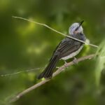 Former Sunnyvale Resident Arrested in Astonishing  Million Medicare Fraud Scandal