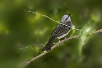 Former Sunnyvale Resident Arrested in Astonishing  Million Medicare Fraud Scandal