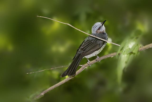 Former Sunnyvale Resident Arrested in Astonishing  Million Medicare Fraud Scandal