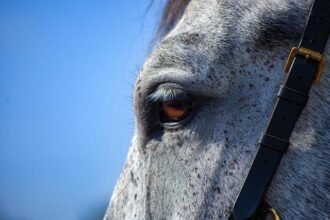 Introducing Sutro, Cinco, and Ozzie: The San Francisco Police’s Charming New Mounted Patrol Horses!