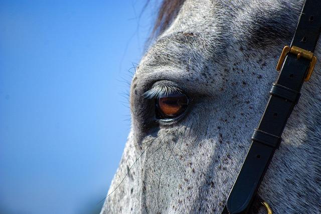 Introducing Sutro, Cinco, and Ozzie: The San Francisco Police’s Charming New Mounted Patrol Horses!