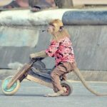 Educators Navigate the Fallout of Chávez Abuse Allegations as Tributes Fade Away