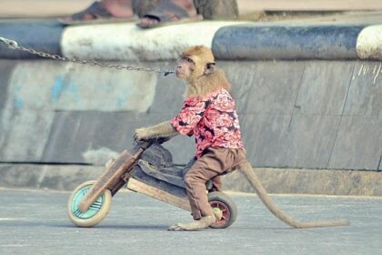 Educators Navigate the Fallout of Chávez Abuse Allegations as Tributes Fade Away