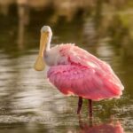 Game Changer: New Bill Seeks to Enhance Pension Funds for Boxers and MMA Fighters with Sponsorship Revenue