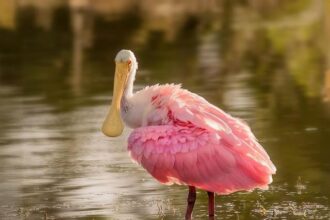 Game Changer: New Bill Seeks to Enhance Pension Funds for Boxers and MMA Fighters with Sponsorship Revenue