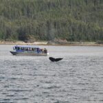 Heartbreaking Find: Two Gray Whales Discovered Lifeless in San Francisco Bay