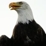 Shocking Twist: 25-Year-Old Released on Bail After Girlfriend’s Murder Accusation in San Francisco