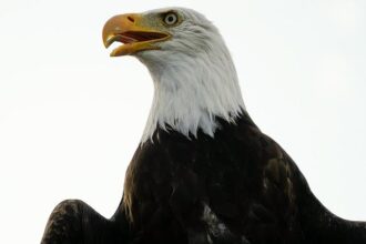 Shocking Twist: 25-Year-Old Released on Bail After Girlfriend’s Murder Accusation in San Francisco