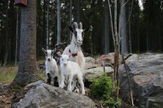 Luxury on Someone Else’s Tab: The Nanny’s K Indulgence in Travel and Spa Treatments!