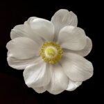 Supervisor Jackie Fielder’s Mysterious Disappearance Fuels Speculation Following Memo Leak Investigation