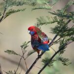 Unleash the Magic: Explore San Francisco’s Wild Parrots and Enchanting New Films!