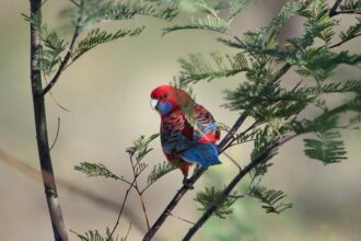 Unleash the Magic: Explore San Francisco’s Wild Parrots and Enchanting New Films!