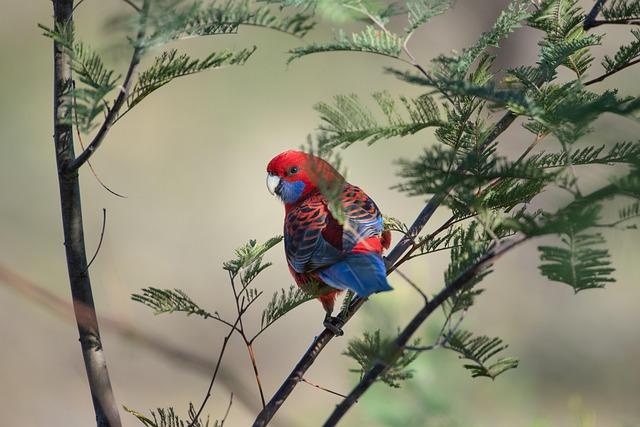 Unleash the Magic: Explore San Francisco’s Wild Parrots and Enchanting New Films!