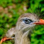 New DHS Secretary Markwayne Mullin Takes a Bold Stand Against Sanctuary City Airport Customs Enforcement!