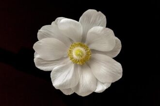 Jackie Fielder’s Extended Leave: Implications for San Francisco’s Political Landscape