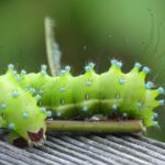 SEIU Shifts Gears: Backing Connie Chan Over Scott Wiener in High-Stakes House Race!