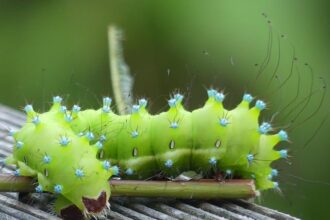 SEIU Shifts Gears: Backing Connie Chan Over Scott Wiener in High-Stakes House Race!