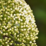 Unleashing the ‘Terrifying’ Robot Dog: Elon Musk’s Latest Creation Takes Over San Francisco!