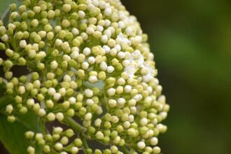 Unleashing the ‘Terrifying’ Robot Dog: Elon Musk’s Latest Creation Takes Over San Francisco!